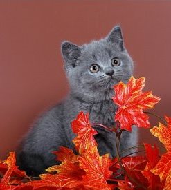 Британец голубого окраса (котенок)